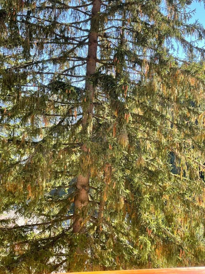 Apartament Lexannona Buşteni Eksteriør bilde